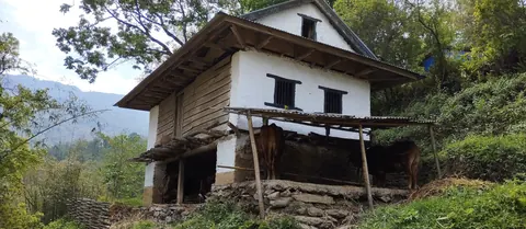 Whitewashed two-storey farmhouse with cattle stalled underneath, on the trail down from Taplejung