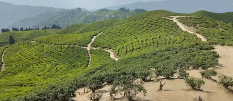 Rows of tea bushes curving over the hills at Kanyam on the drive south to Bhadrapur