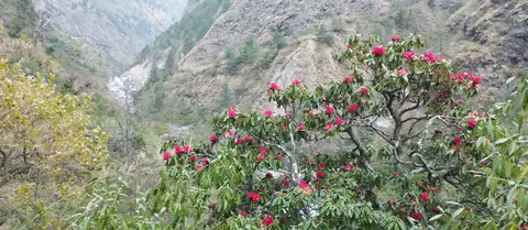 Rhododendron in bloom on the valley walls near Deng
