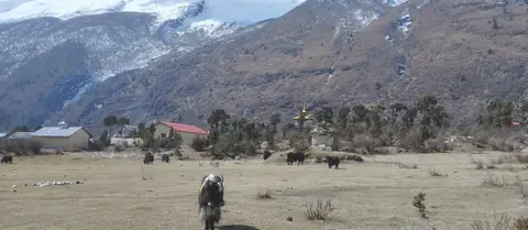 Yak grazing on the flats outside Samagaon