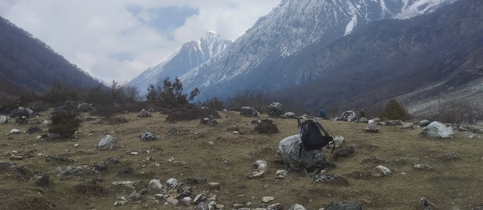 Yak on the open valley between Samagaon and Samdo