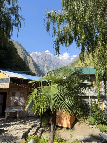 A palm in the garden of a wooden lodge, with a snow peak above the trees
